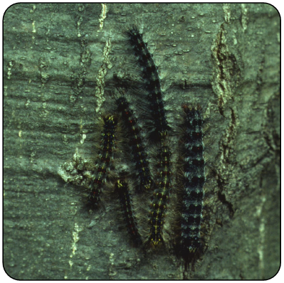 gypsy moth caterpillar