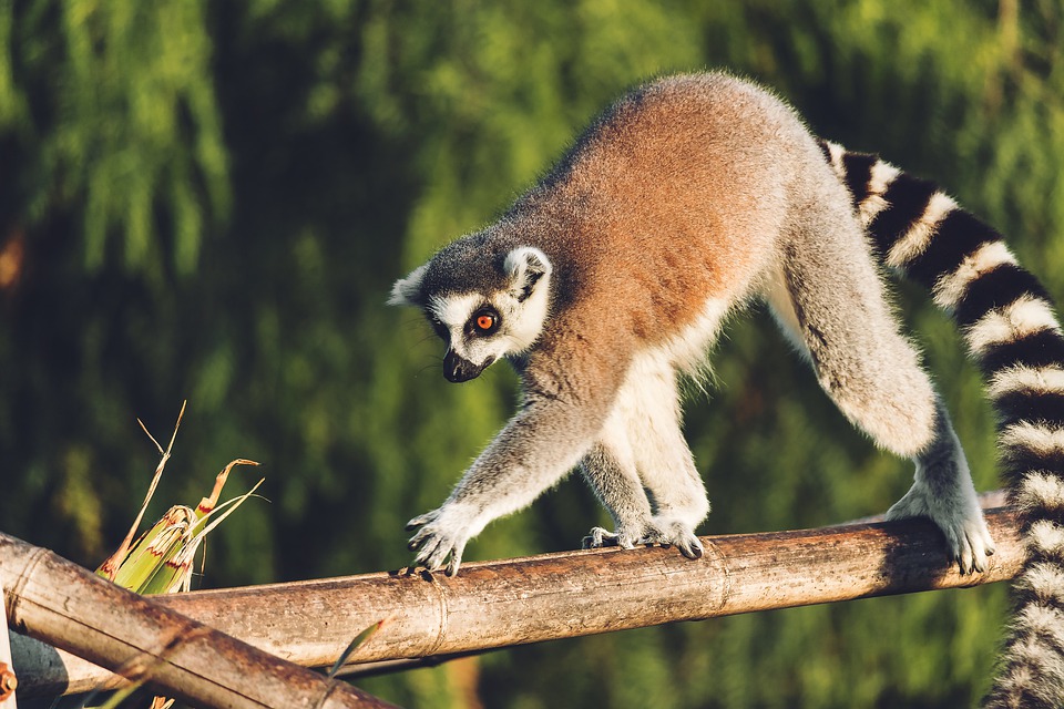 striped tail lemur climbing a tree branch