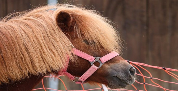 small brown horse with red bridle and beige main