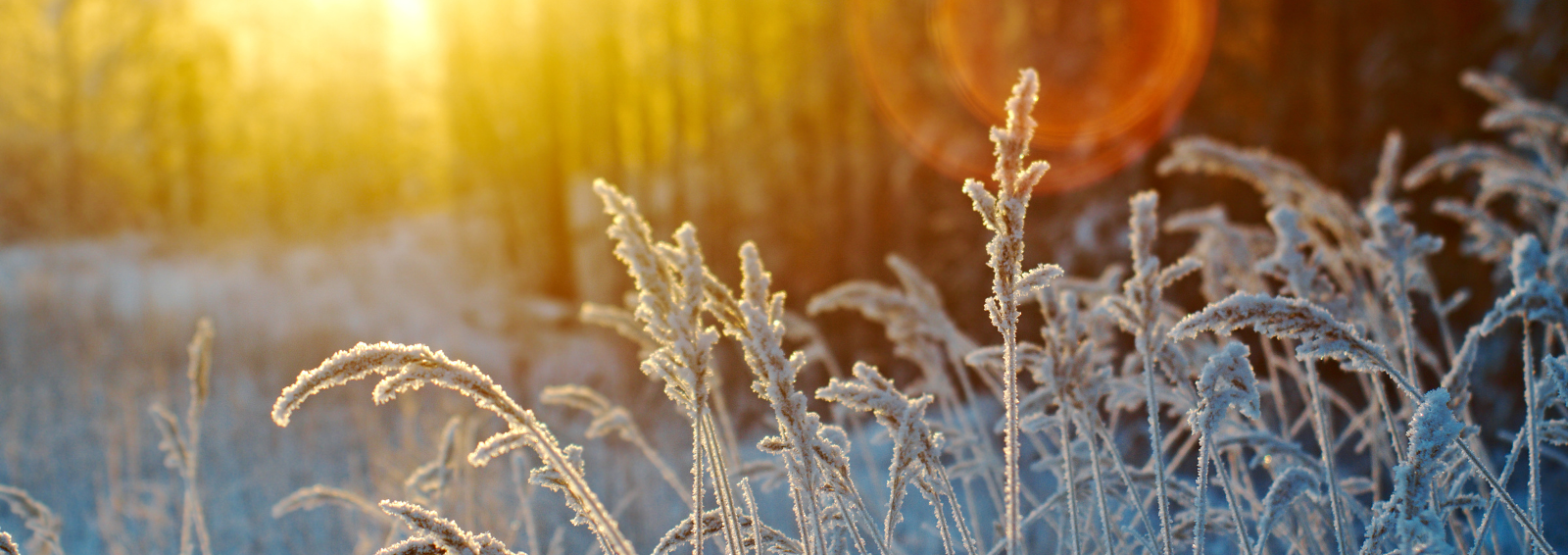 Natural setting covered in snow