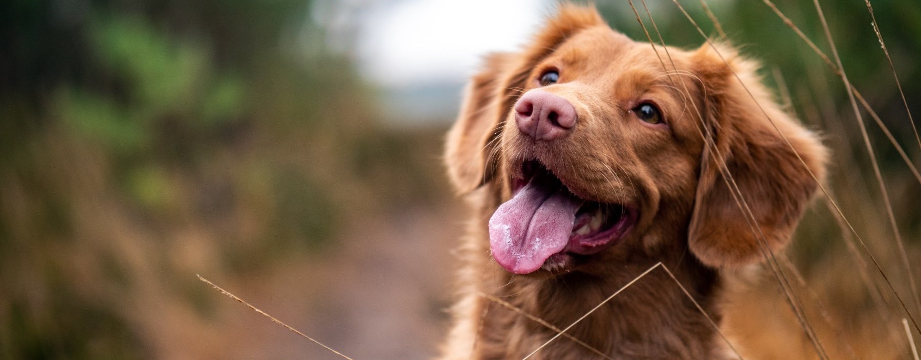 Dog playing in a field outside