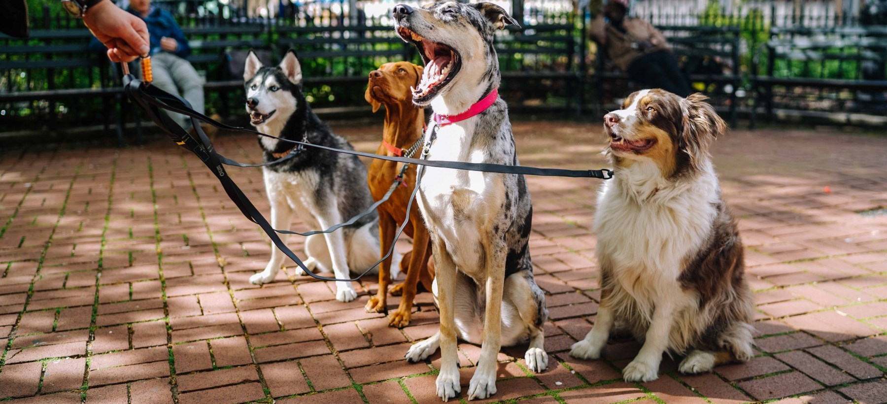 Man walking four dogs in the city