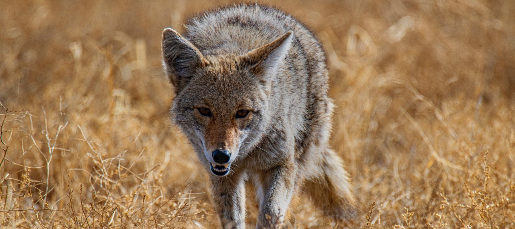 Coyote stalking in dry field