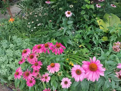 Pollinator garden
