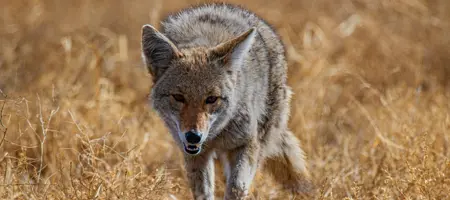coyote.jpg