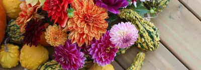 dahlias.jpg