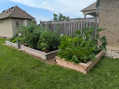 Vegetable garden