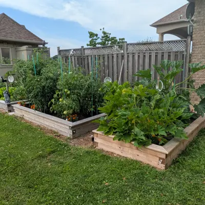 Vegetable garden