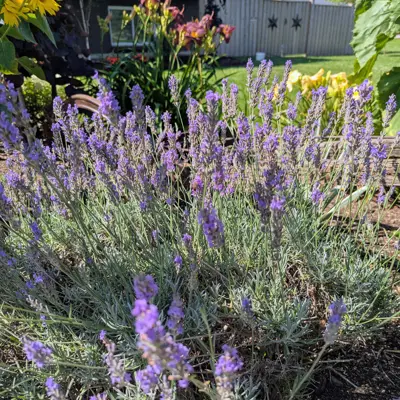 Lavender plant