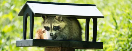 Raccoon-banner.jpg