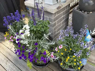 Hanging baskets