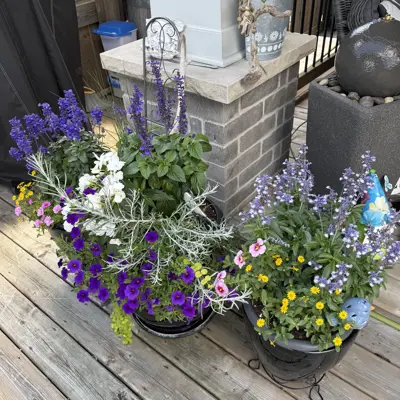 Hanging baskets