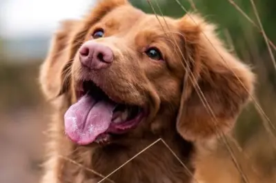Dog-445x326.jpg