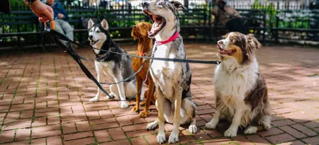 Kennels.jpg